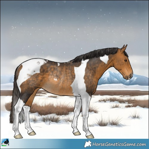 Horse Color:Buckskin Tobiano Rabicano 