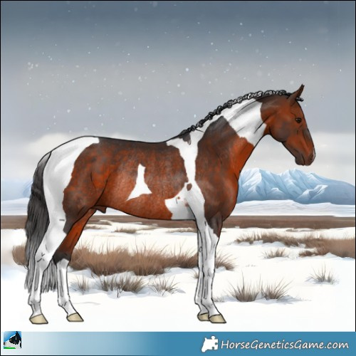 Horse Color:Bay Tobiano Rabicano 