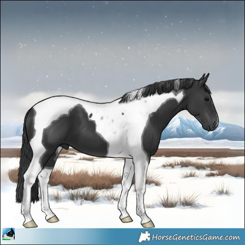 Horse Color:Black Tobiano 