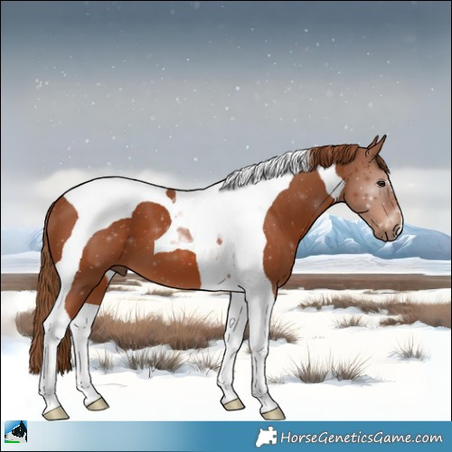 Horse Color:Chestnut Tobiano 