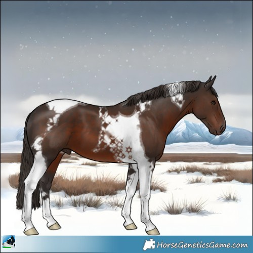 Horse Color:Liver Chestnut Tobiano 
