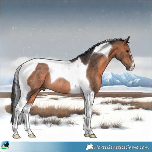 Horse Color:Bay Mushroom Tobiano Rabicano 