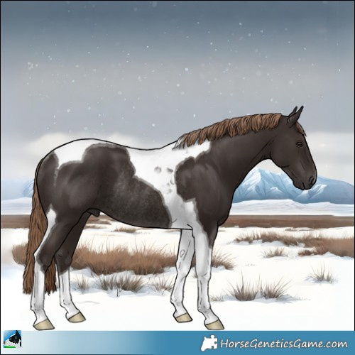 Horse Color:Liver Chestnut Tobiano Rabicano 