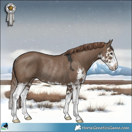 Horse Color:Liver Red Dun Sabino Splash Rabicano 