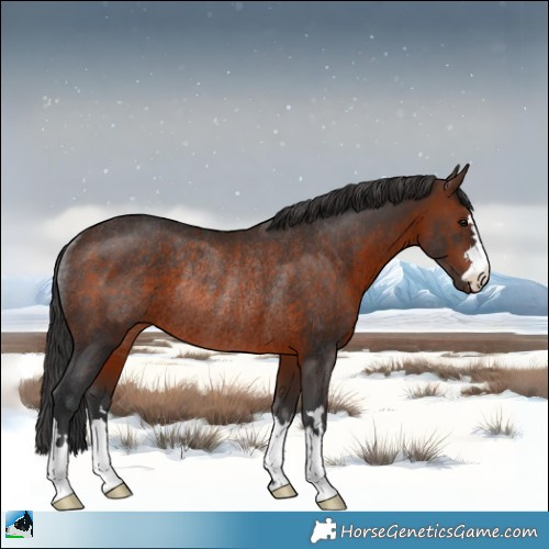 Horse Color:Brown Rabicano 