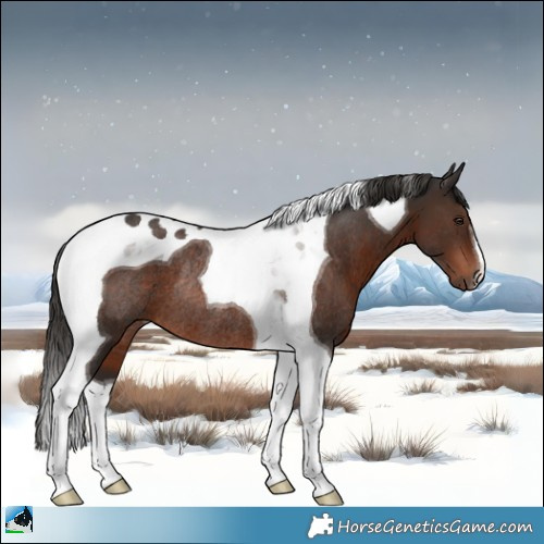 Horse Color:Liver Chestnut Tobiano Rabicano 