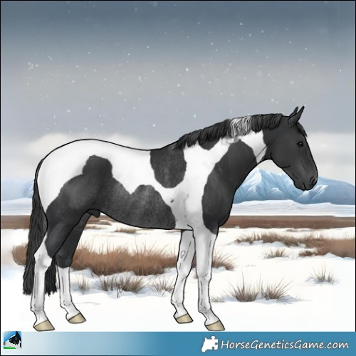 Horse Color:Black Tobiano Rabicano 