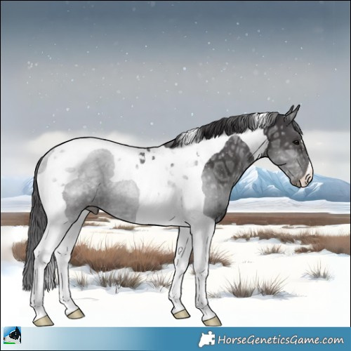 Horse Color:Smoky Black Ice Tobiano Rabicano 