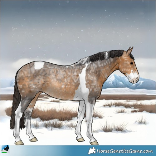 Horse Color:Buckskin Ice Sabino Tobiano Rabicano 