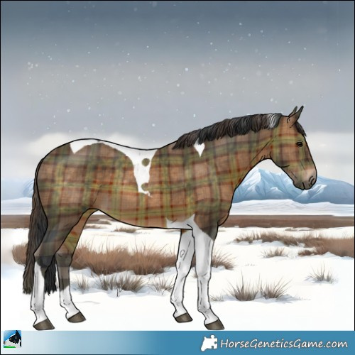 Horse Color:Plaid  Brown Tobiano Rabicano 