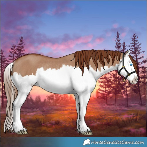 Horse Color:Red Dun Splash Rabicano 