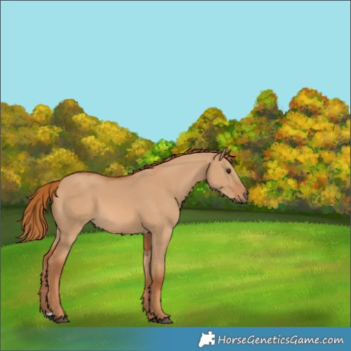 Horse Color:Red Dun 