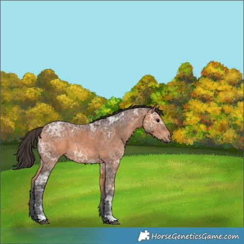 Horse Color:Bay Ice 