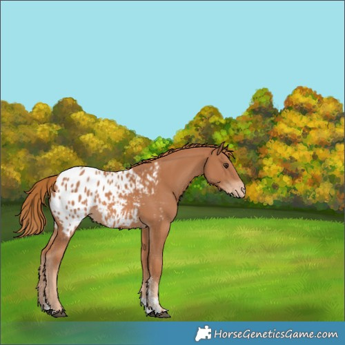 Horse Color:Chestnut Sabino Appaloosa 