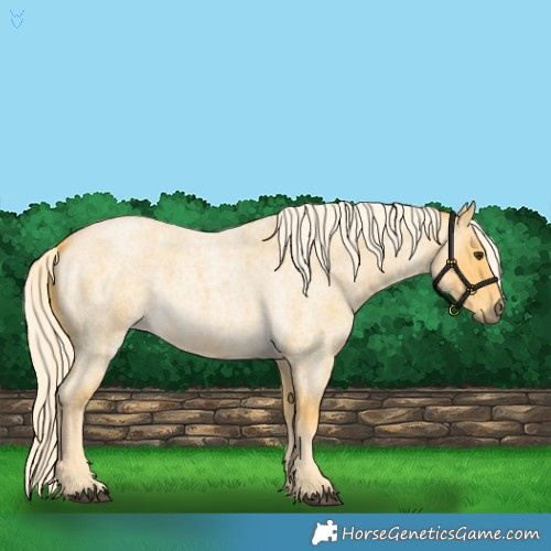 Horse Color:Palomino Roan 