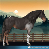 Horse Color:Liver Chestnut Tobiano 