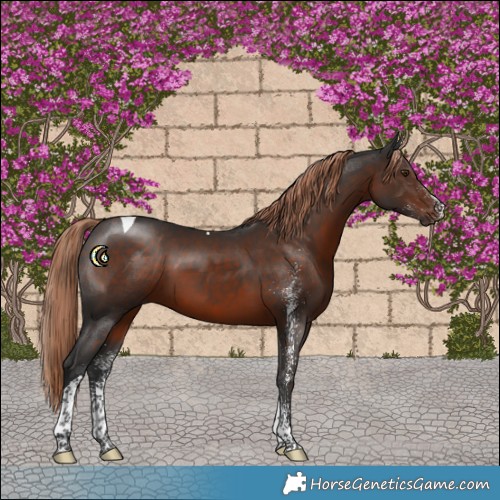 Horse Color:White Spotted Liver Chestnut Tobiano 
