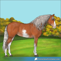 Horse Color:White Spotted Silver Bay Splash