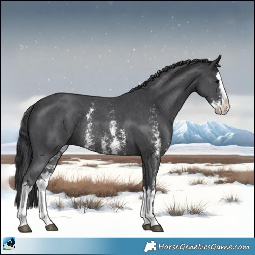 Horse Color:Black Mushroom Sabino Splash Rabicano 