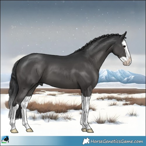 Horse Color:Black Splash 