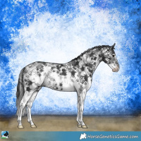 Horse Color:Black Sabino Rabicano