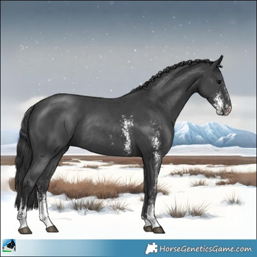 Horse Color:Black Sabino Rabicano 