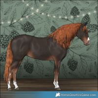 Horse Color:Liver Chestnut 