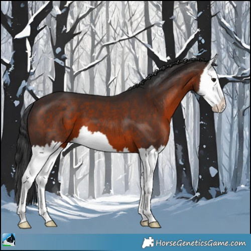 Horse Color:Brown Splash 
