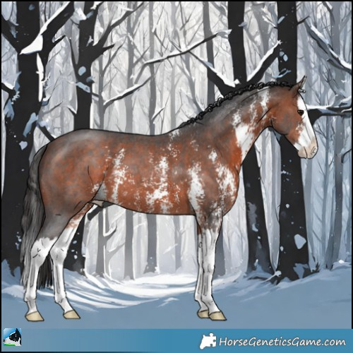 Horse Color:Bay Sabino Splash 