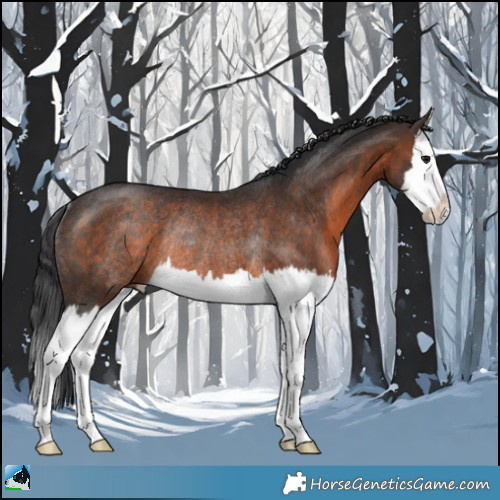 Horse Color:Brown Splash Rabicano 