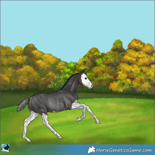 Horse Color:Black Splash Rabicano 