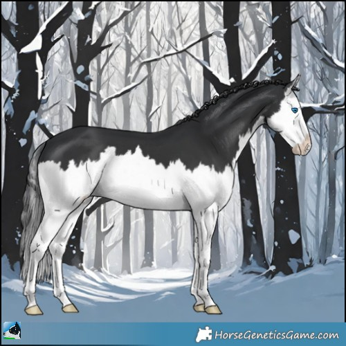 Horse Color:Black Mushroom Splash 