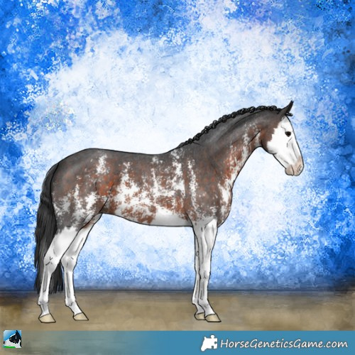 Horse Color:Brown Sabino Splash 