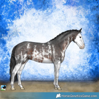 Horse Color:Brown Sabino Splash 