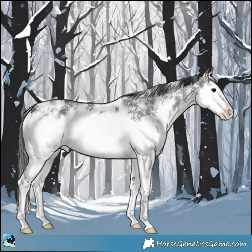 Horse Color:Brown Sabino Splash Appaloosa 