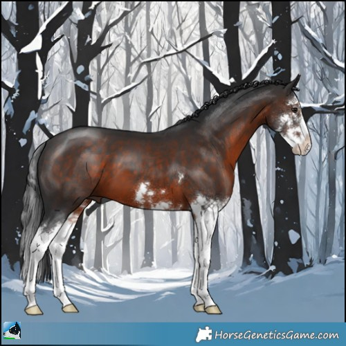 Horse Color:Brown Splash 