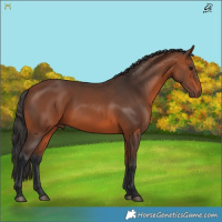 Horse Color:Bay 