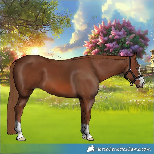 Horse Color:Chestnut 