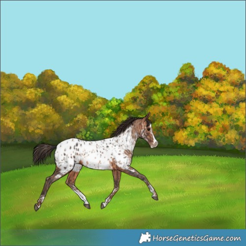 Horse Color:Brown Sabino Splash Appaloosa  and Sable Champagne Sabino Splash Appaloosa 