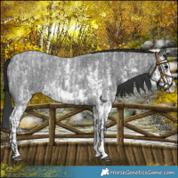 Horse Color:Blue Roan Sabino Splash  and Blue Roan Sabino Splash 