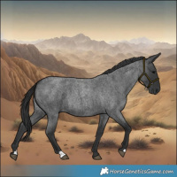 Horse Color:Blue Roan