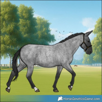 Horse Color:Blue Roan 