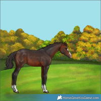 Horse Color:Bay 