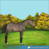 Horse Color:Bay Dun