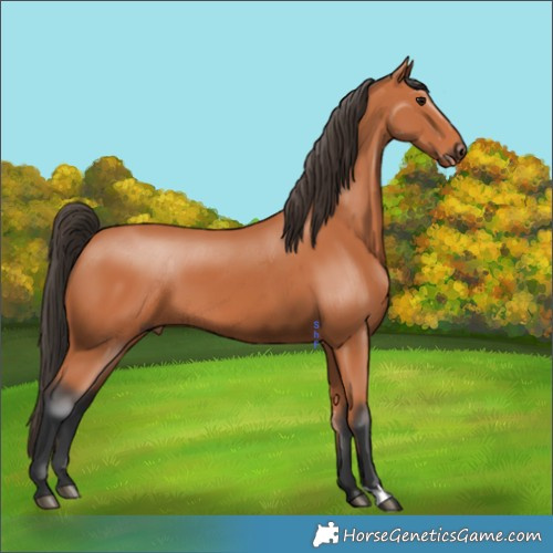 Horse Color:Bay 