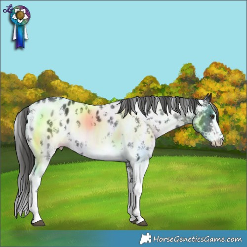 Horse Color:Liver Chestnut Sabino Near Leopard 
