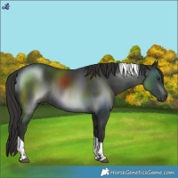Horse Color:Liver Chestnut Tobiano Rabicano 
