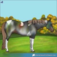 Horse Color:Liver Chestnut Tobiano 