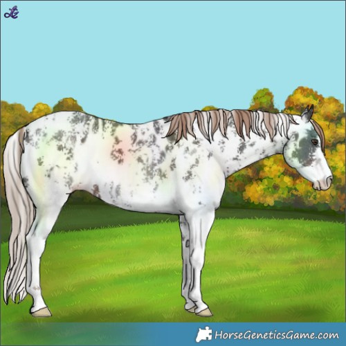 Horse Color:Liver Chestnut Sabino Near Leopard 