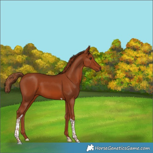 Horse Color:Chestnut Tobiano 